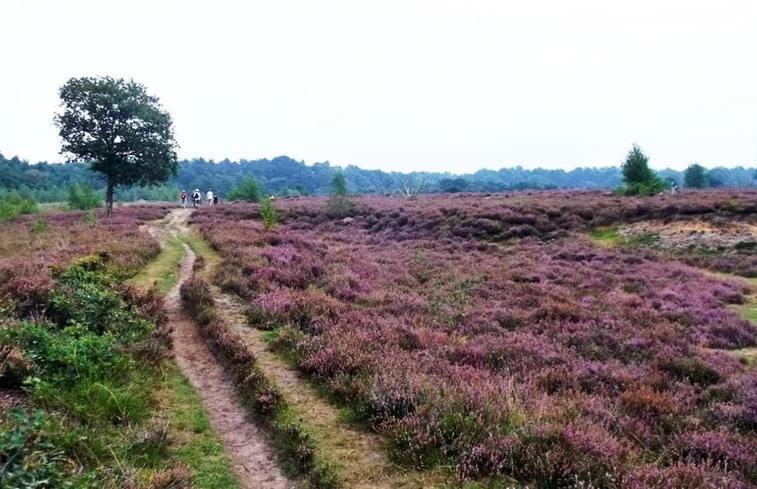 Luxe Natuurhuisje Met Jacuzzi En Haard In Drenthe, Echten إِختين المظهر الخارجي الصورة