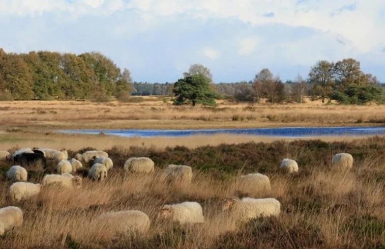 Luxe Natuurhuisje Met Jacuzzi En Haard In Drenthe, Echten إِختين المظهر الخارجي الصورة